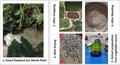 Chemico-pharmacological evaluations of the dwarf elephant ear (Colocasia affinis Schott) plant metabolites and extracts: health benefits from vegetable source